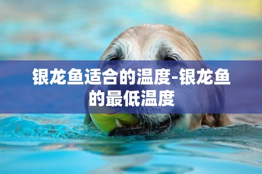 銀龍魚適合的溫度-銀龍魚的最低溫度