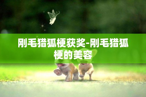 剛毛獵狐梗獲獎-剛毛獵狐梗的美容