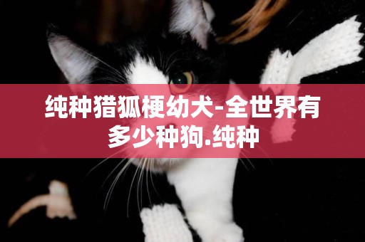 純種獵狐梗幼犬-全世界有多少種狗.純種
