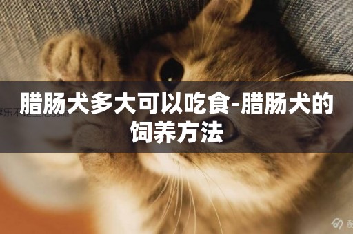 臘腸犬多大可以吃食-臘腸犬的飼養方法