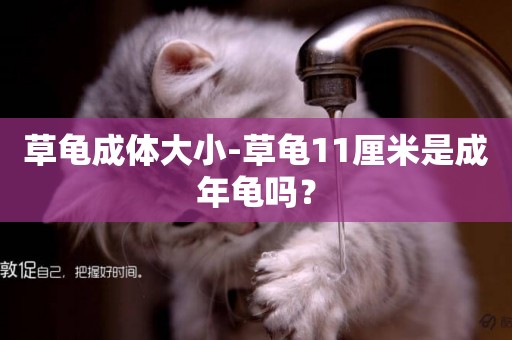草龜成體大小-草龜11厘米是成年龜嗎？