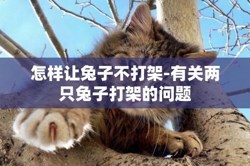 怎樣讓兔子不打架-有關兩只兔子打架的問題