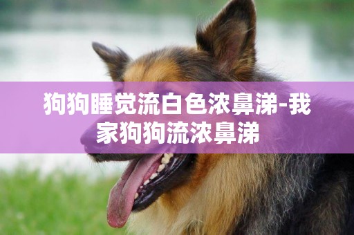 狗狗睡覺流白色濃鼻涕-我家狗狗流濃鼻涕