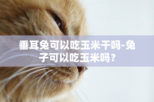 垂耳兔可以吃玉米干嗎-兔子可以吃玉米嗎？