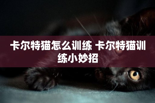 卡爾特貓怎么訓練 卡爾特貓訓練小妙招