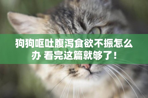 狗狗嘔吐腹瀉食欲不振怎么辦 看完這篇就夠了！