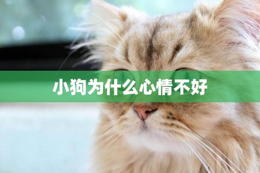 小狗為什么心情不好
