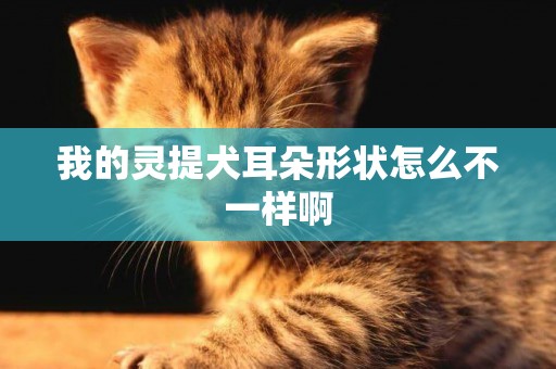 我的靈提犬耳朵形狀怎么不一樣啊