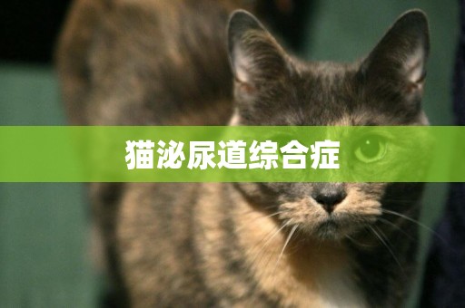 貓泌尿道綜合癥