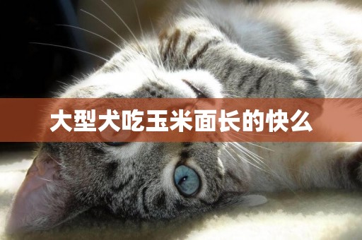 大型犬吃玉米面長的快么
