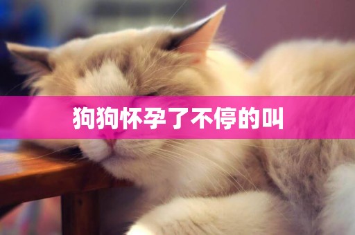 狗狗懷孕了不停的叫