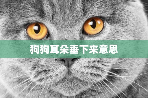 狗狗耳朵垂下來意思