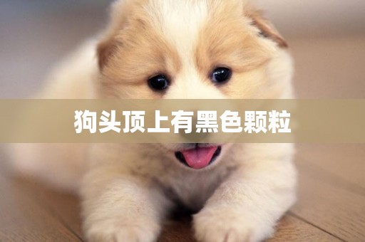 狗頭頂上有黑色顆粒