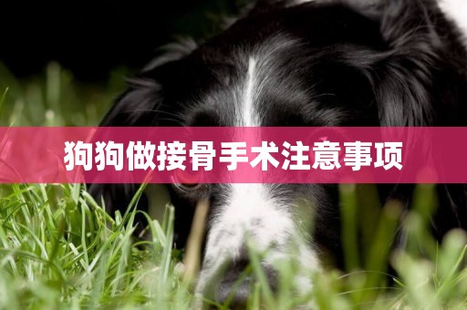 狗狗做接骨手術注意事項
