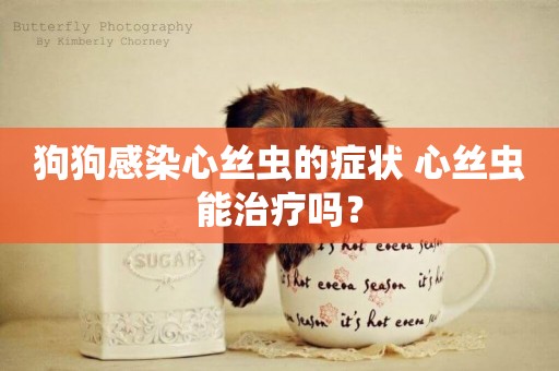 狗狗感染心絲蟲的癥狀 心絲蟲能治療嗎？