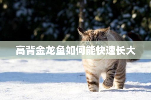 高背金龍魚如何能快速長大
