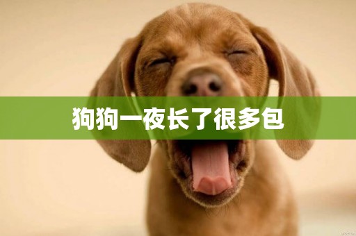 狗狗一夜長了很多包
