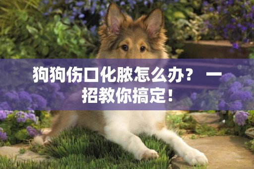 狗狗傷口化膿怎么辦？ 一招教你搞定！