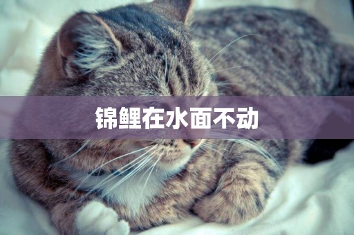 錦鯉在水面不動