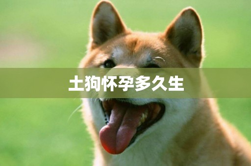 土狗懷孕多久生