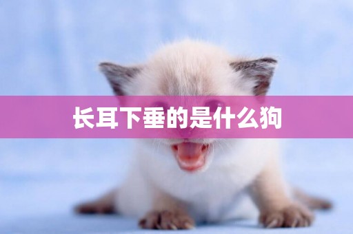 長耳下垂的是什么狗