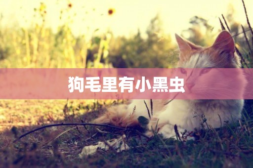 狗毛里有小黑蟲