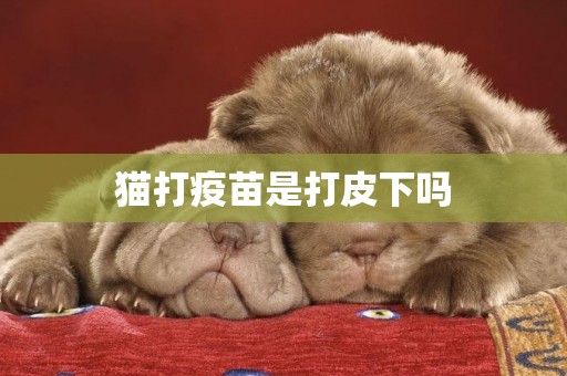 貓打疫苗是打皮下嗎