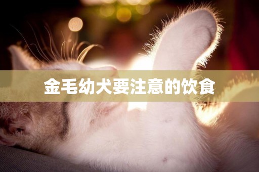 金毛幼犬要注意的飲食