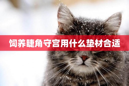 飼養睫角守宮用什么墊材合適