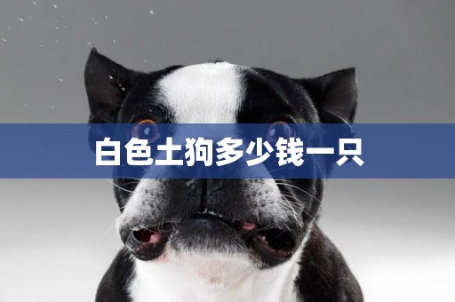 白色土狗多少錢一只