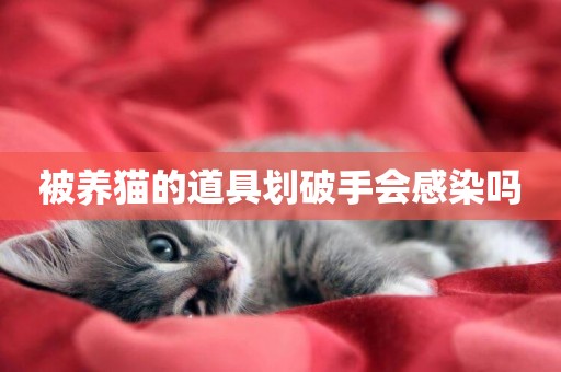 被養貓的道具劃破手會感染嗎