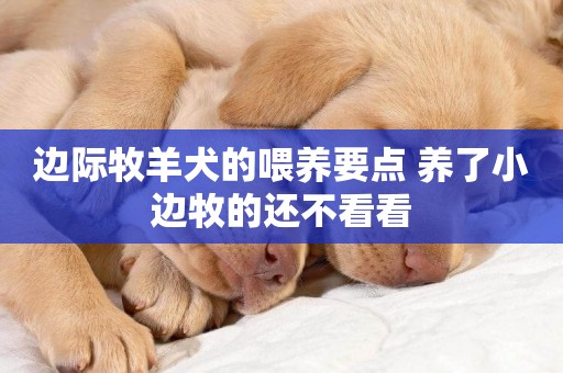 邊際牧羊犬的喂養要點 養了小邊牧的還不看看