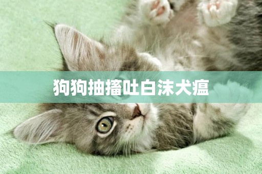 狗狗抽搐吐白沫犬瘟
