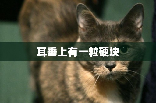耳垂上有一粒硬塊