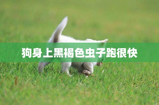 狗身上黑褐色蟲子跑很快