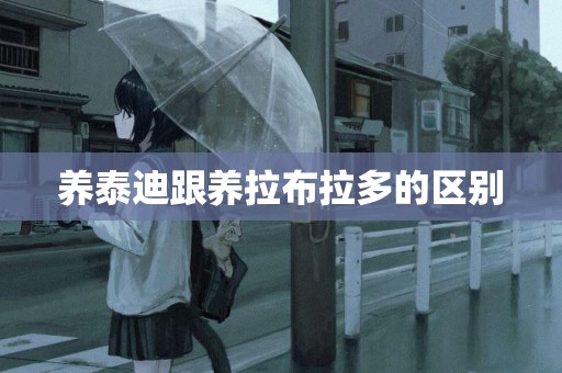 養泰迪跟養拉布拉多的區別