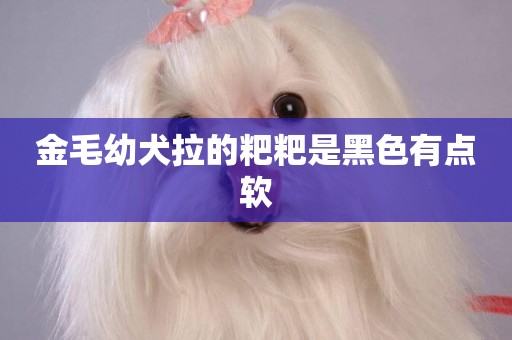 金毛幼犬拉的粑粑是黑色有點軟