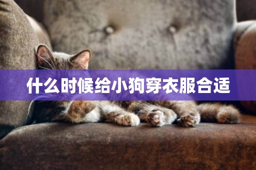什么時候給小狗穿衣服合適