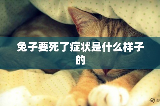 兔子要死了癥狀是什么樣子的