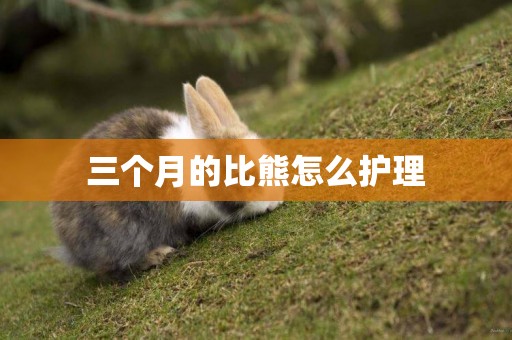 三個月的比熊怎么護理