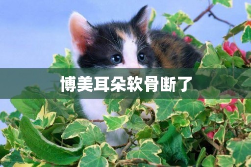 博美耳朵軟骨斷了