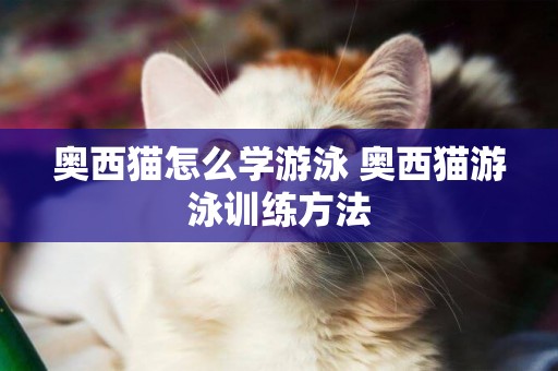 奧西貓怎么學游泳 奧西貓游泳訓練方法