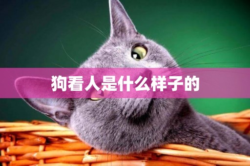 狗看人是什么樣子的