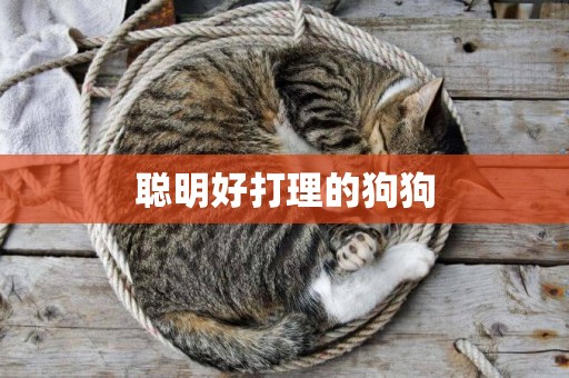 聰明好打理的狗狗