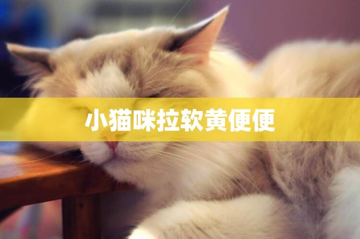 小貓咪拉軟黃便便
