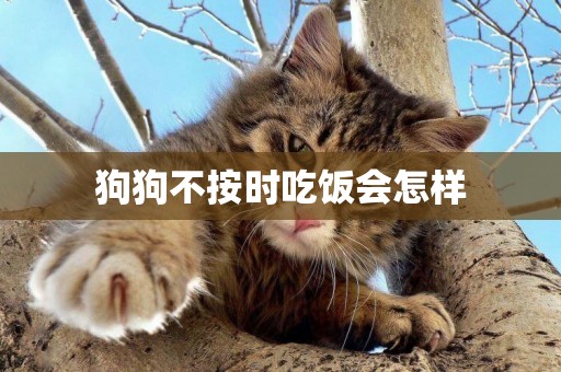 狗狗不按時吃飯會怎樣