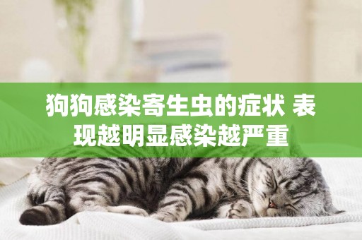 狗狗感染寄生蟲的癥狀 表現越明顯感染越嚴重