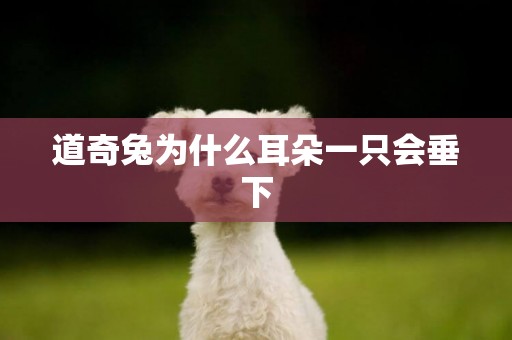 道奇兔為什么耳朵一只會垂下