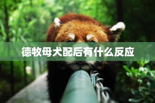 德牧母犬配后有什么反應