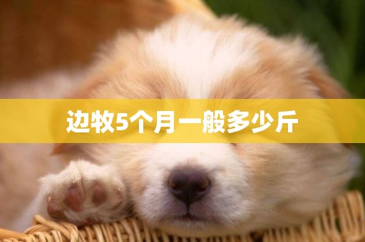 邊牧5個月一般多少斤